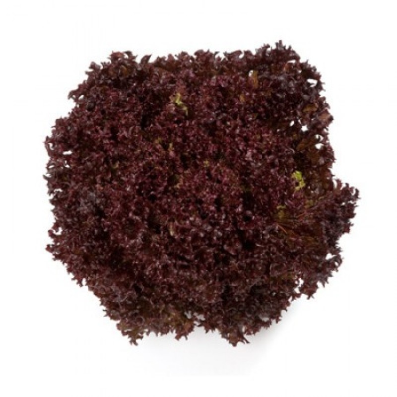 KIRMIZI LOLOROSSO MARUL